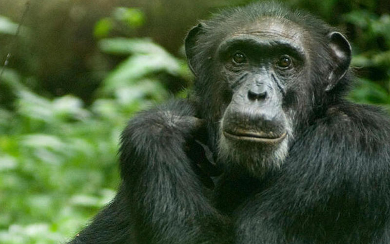 Chimp Treeking Safaris