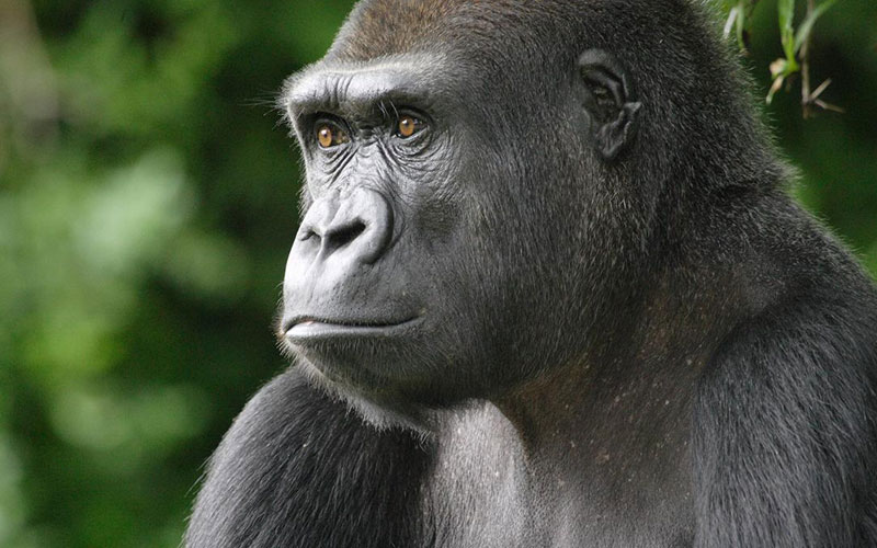 Gorilla Tracking Safaris