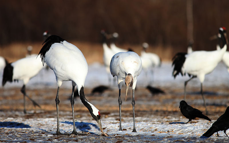 Bird Watching Safaris
